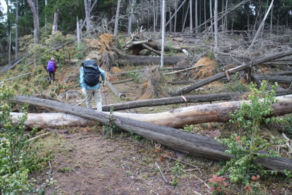 8.大きな杉の木も先年の風で倒されていた。