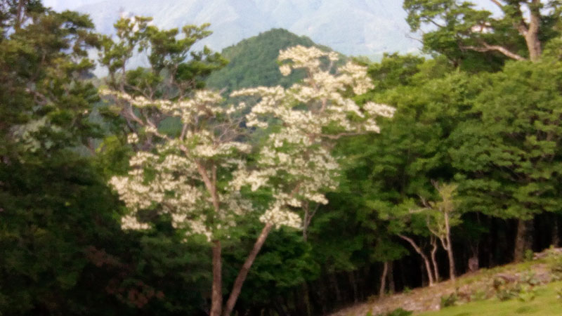 7.白い花の木