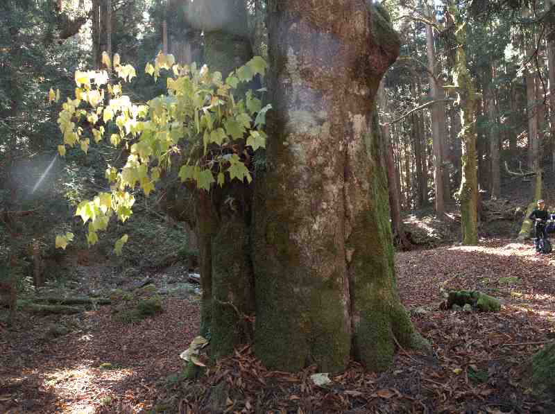 6.トチの大木（葉はウリハダカエデ）