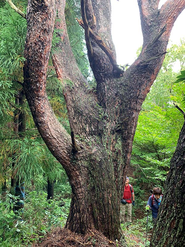 2.赤松の巨木