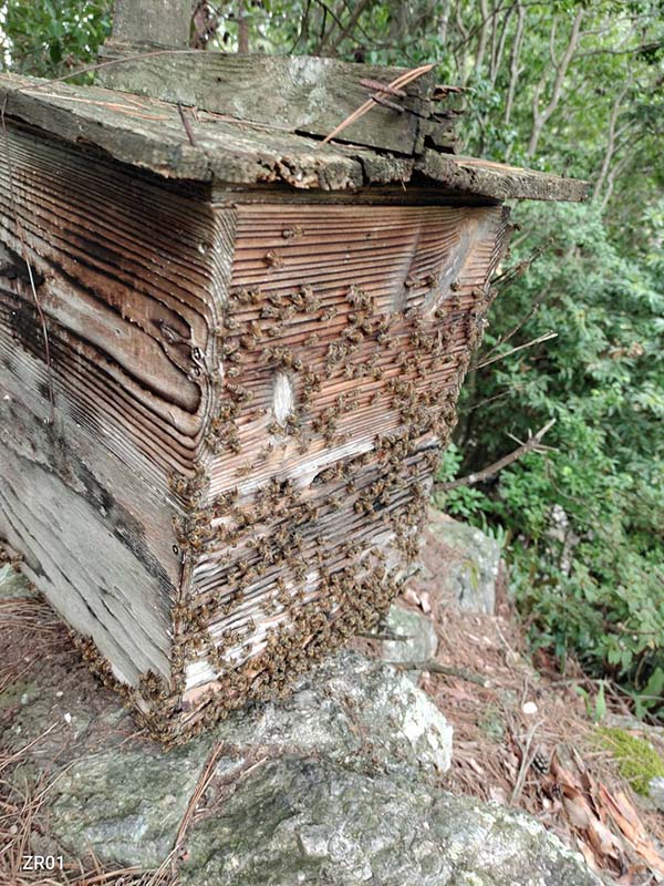 13.ミツバチの巣箱