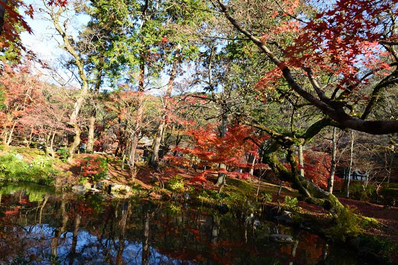 9.�i�ϓ��A���c�̉��t