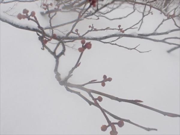 11.�t��҂V�����W