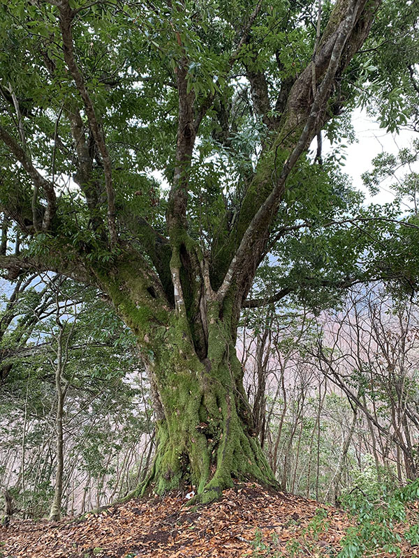 4.�A�J�K�V�̌Ö�