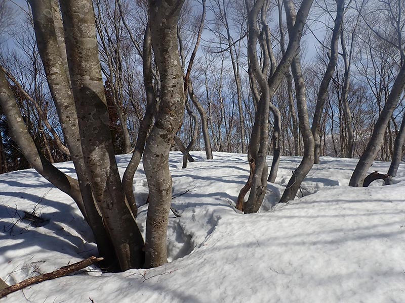 4.�ς�����`�̃u�i�B