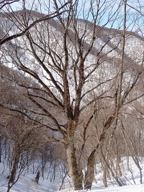 6.�u�i�̋��؁A���͑单�R�R��