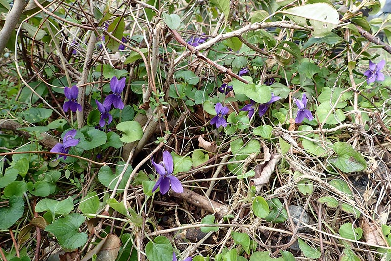 2.�H�T�̃A�I�C�X�~��