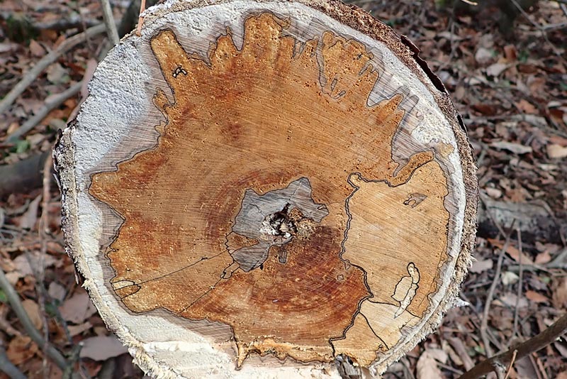 4.�ȂɁH�@���[���V���b�n�H