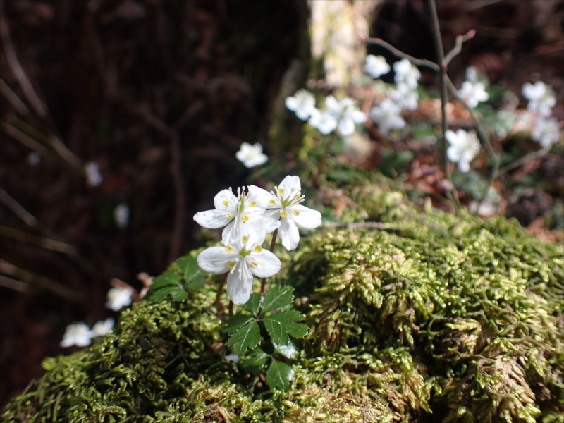 10.�o�C�J�I�E����