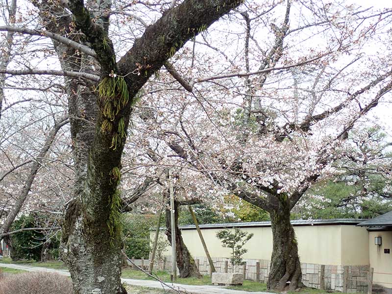 9.���肽�疞�J�ɂȂ�����