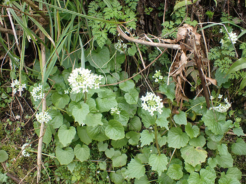 10.���T�r�̉�