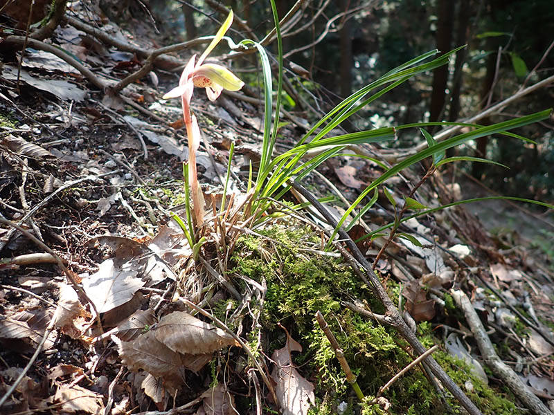 2.�o�R���̃V��������