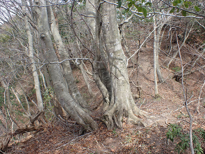 4.�����؂̃u�i