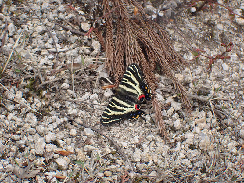 7.�R���ɂ����M�t�`���E