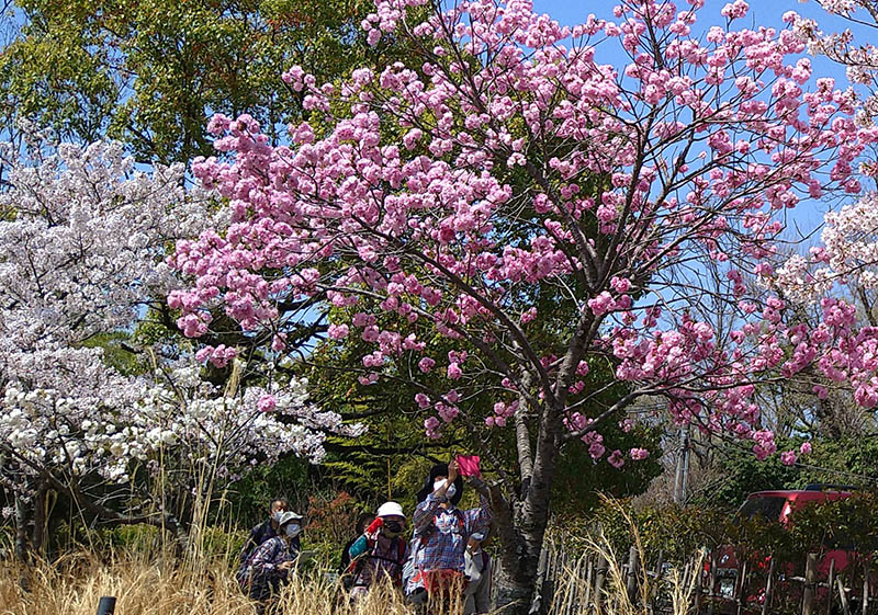 �g�������̉���i��