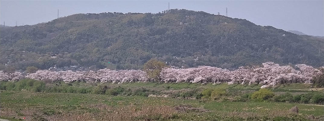 �w�����S�i1.4�q