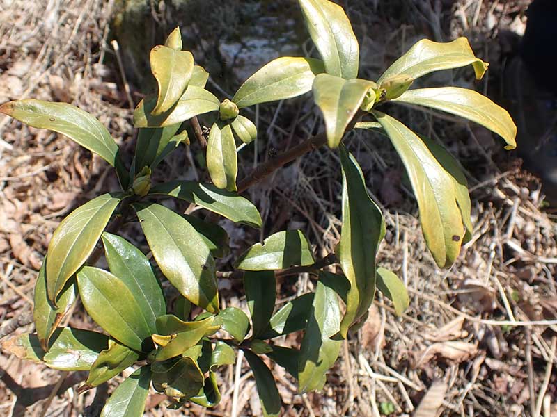 6.�J���X�V�L�~