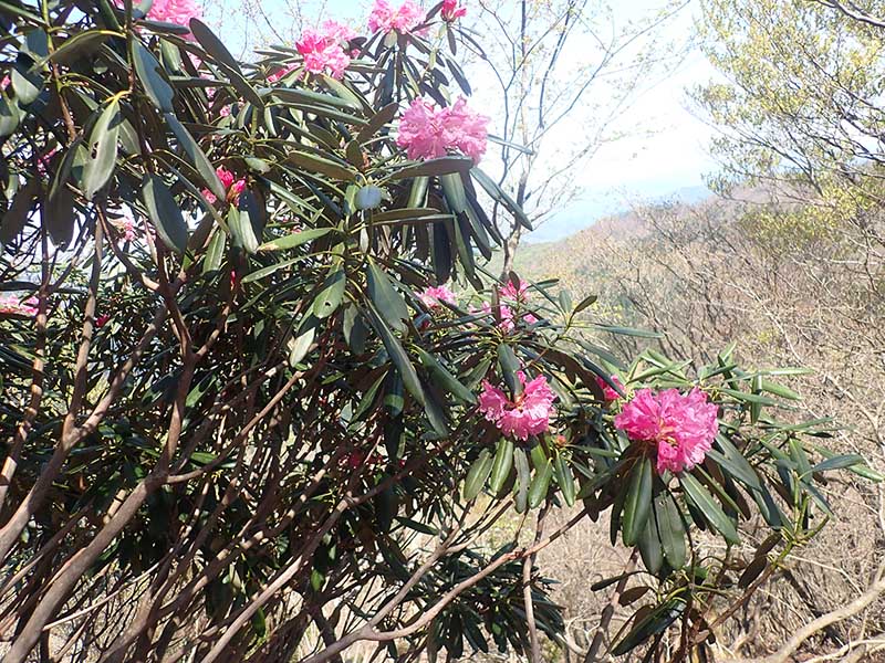 7.�R�������̃V���N�i�Q