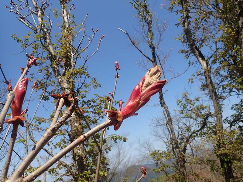 8.�g�`�̉萁��