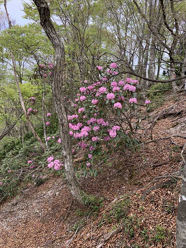 7.�����ɍ炭�V���N�i�Q