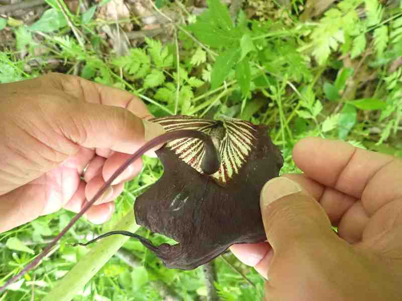 10.�E���V�}�\�E��`��