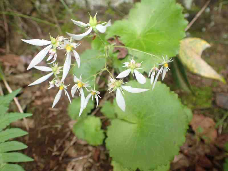 11.�t�炫�̃��L�m�V�^