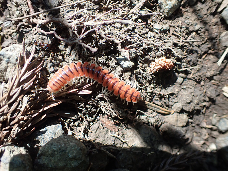 8.�L�V�����X�f