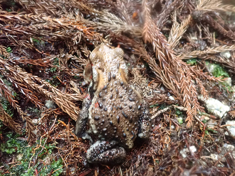 10.�i�K���q�L�K�G���i���{�ŗL��j