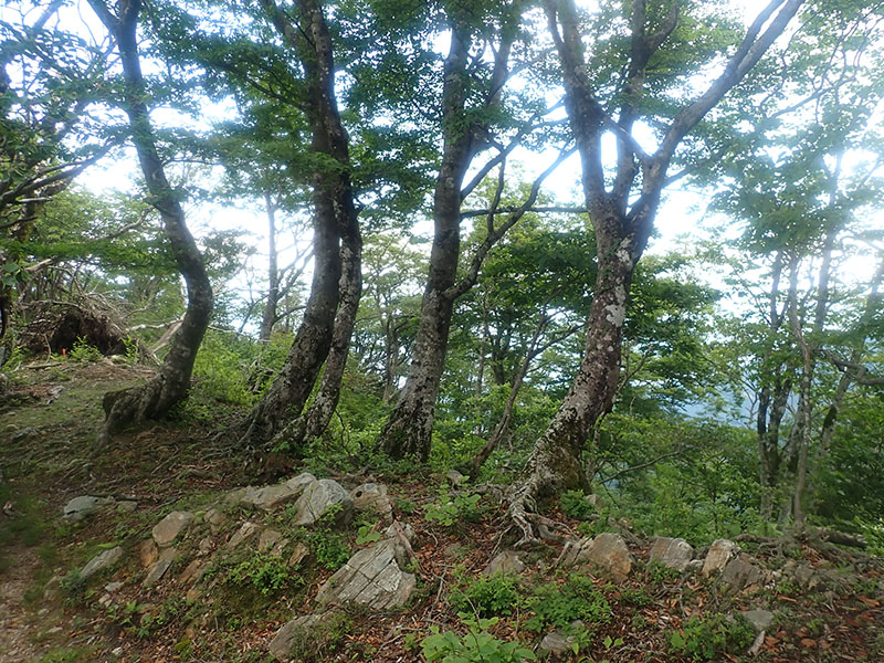 11.�G�J�x�̃u�i