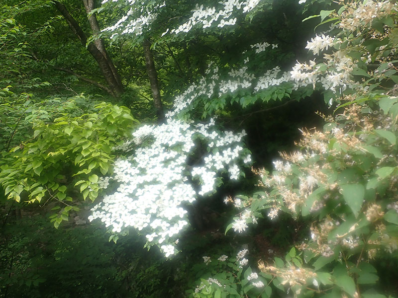 3.�K���̃��}�{�E�V