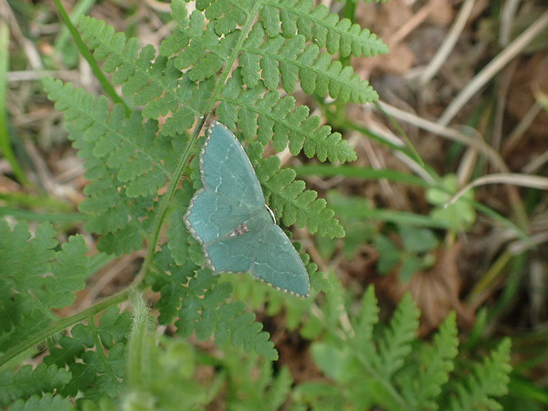 5.�A�I�V���N�̒���