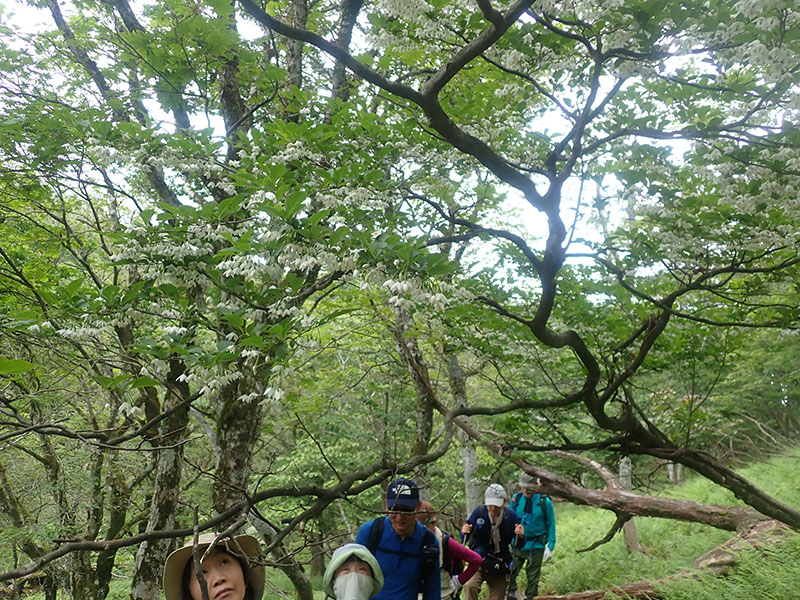 6.����̃G�S�m�L�̉�