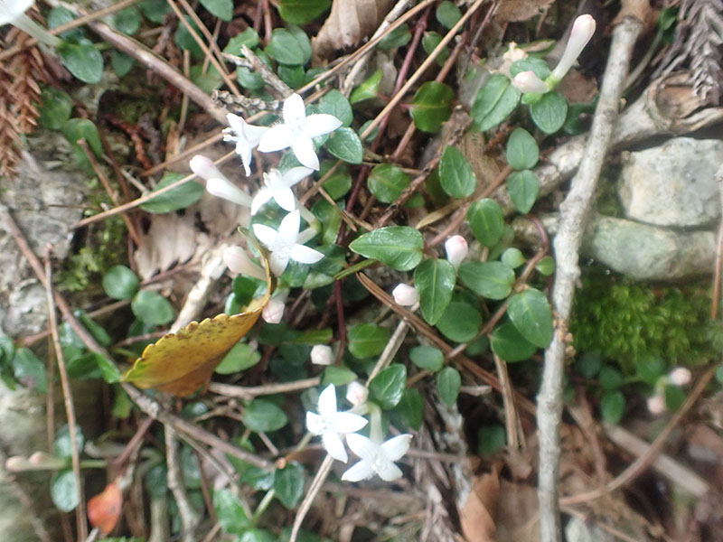 7.�c���A���h�I�V