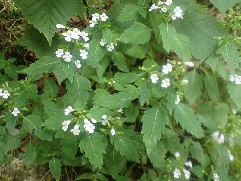 8.���}�g�E�o�i