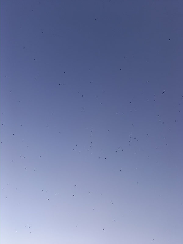 5.��ł͂���܂���A���ł��B�iN�j