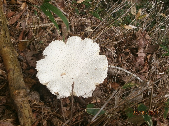 6.�V���I�j�^�P