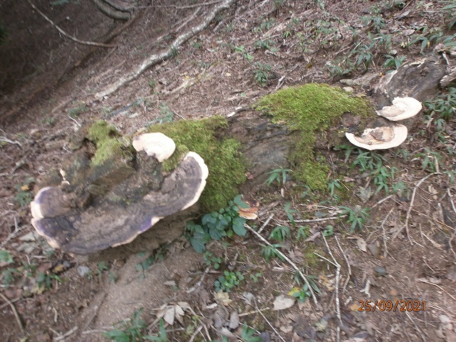 7.�T���m�R�V�J�P