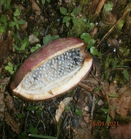 8.�A�P�r�̎�