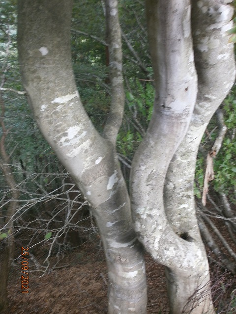 9.�A�[�g�ȃu�i