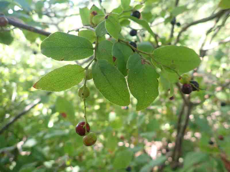 8.�X�m�L�̎��i�_�����ɂ��Â�����j