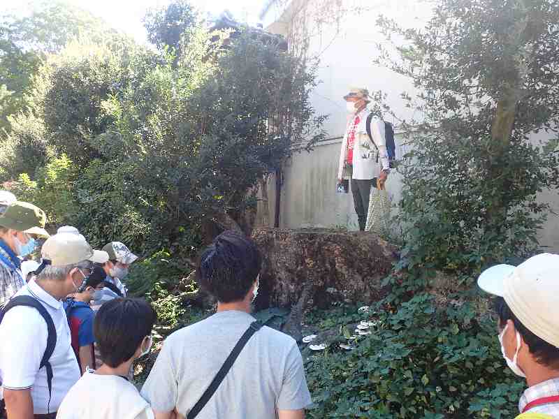 2.�G�m�L�̐؂芔�Ő���