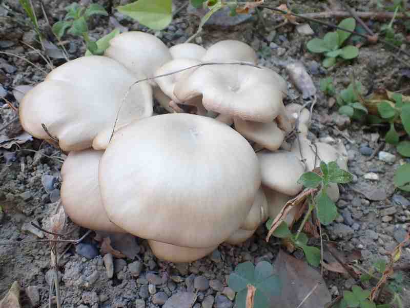 3.�����Ȃ�H�̃q���^�P