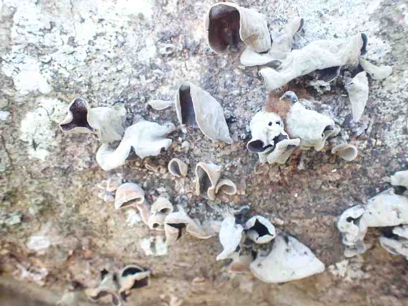 4.���A�H�̃A���Q�L�N���Q