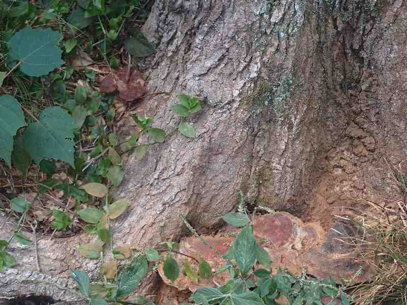 5.�}���l���^�P(���)