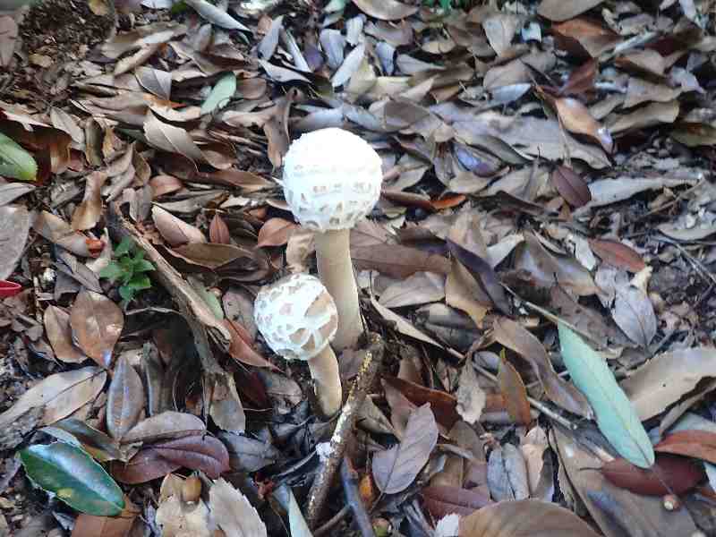 7.�J���J�T�^�P�̒��ԁ@�c��