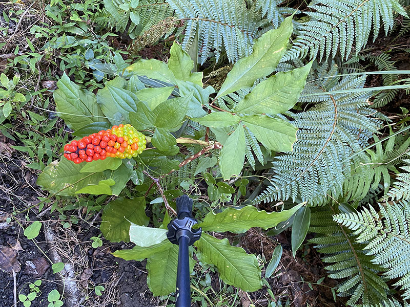 6.�}���V�O�T�̎�