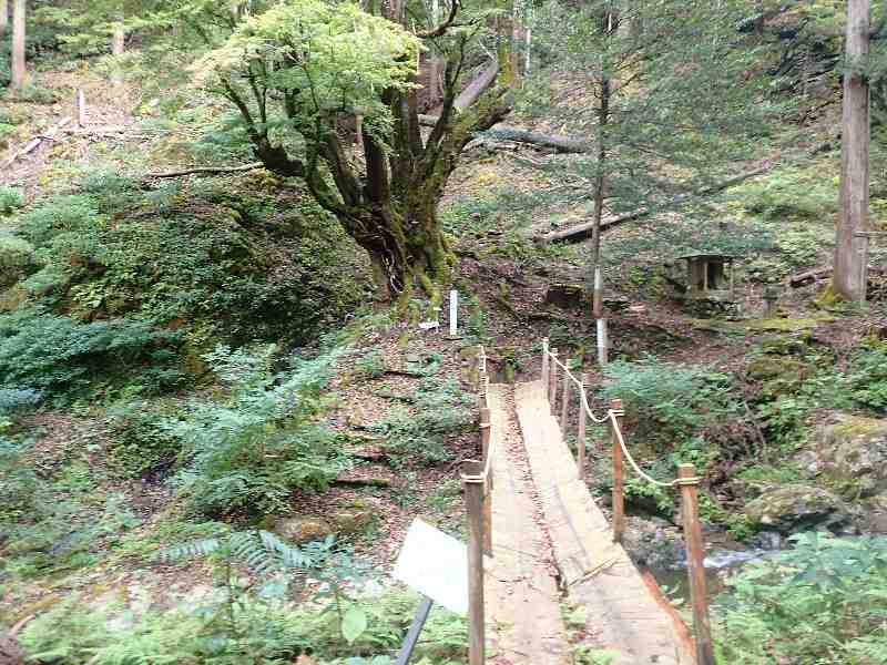 7.���F�̖�