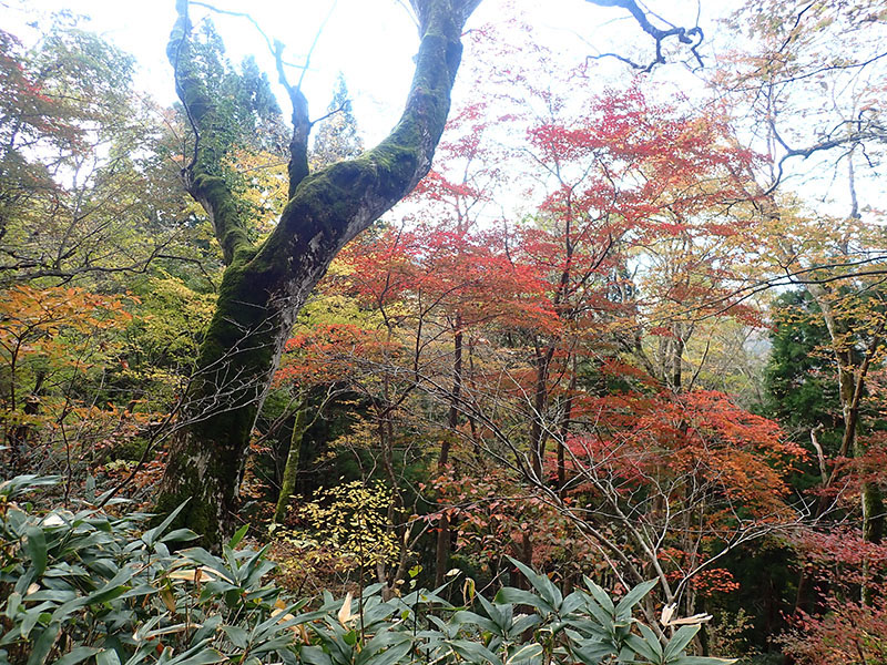 2.��q���t�߂̍g�t