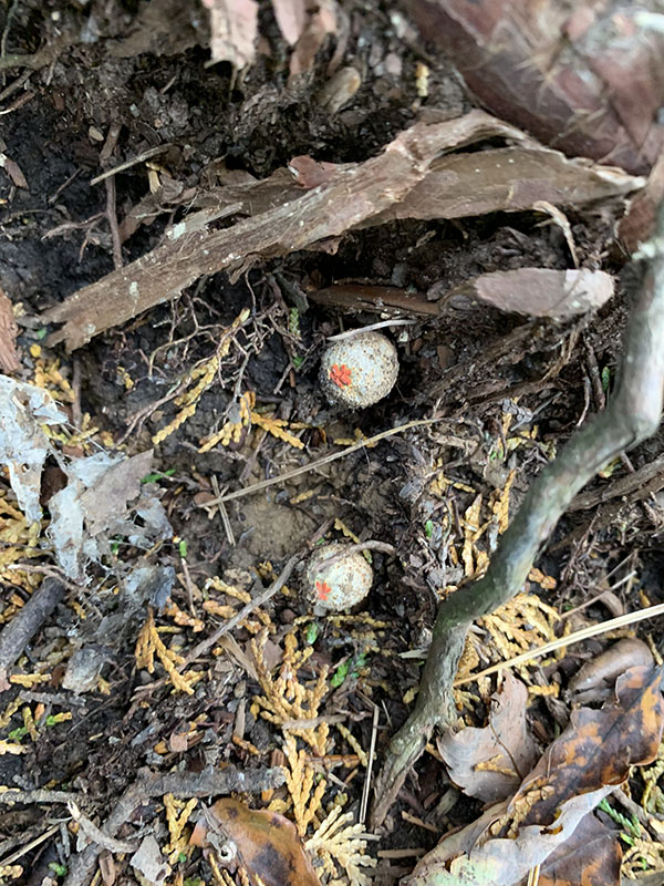 7.�N�`�x�j�^�P