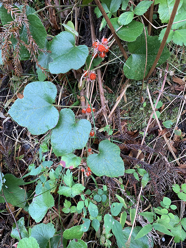 8.�t���C�`�S